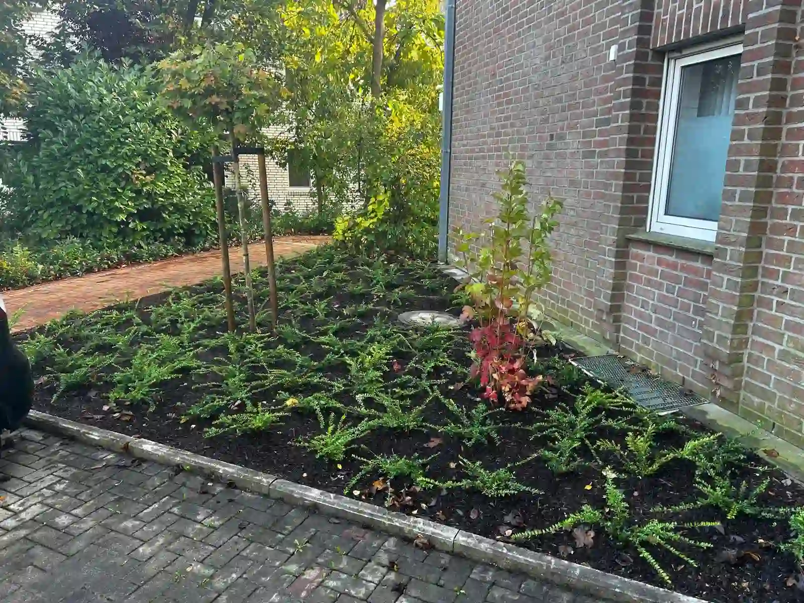 Gepflegte Gartenanlage mit Beet, Gehölzen und Rasenkante